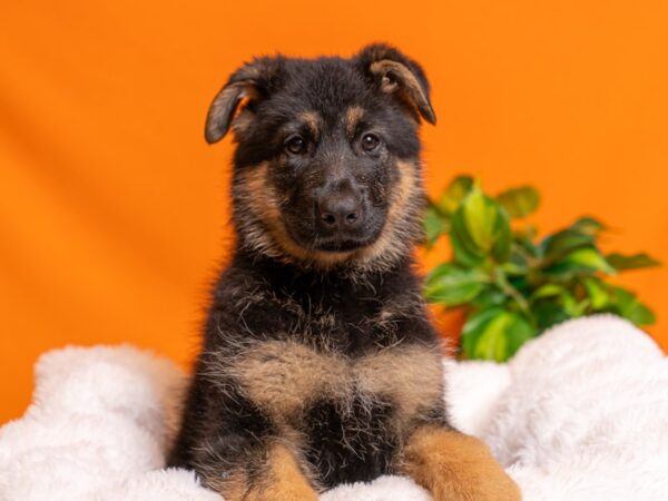 German Shepherd-Dog-Female-Black / Red-2528-PetCenter Old Bridge, New Jersey