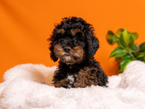 Cockapoo-Dog-Male-Black / Tan-2521-PetCenter Old Bridge, New Jersey