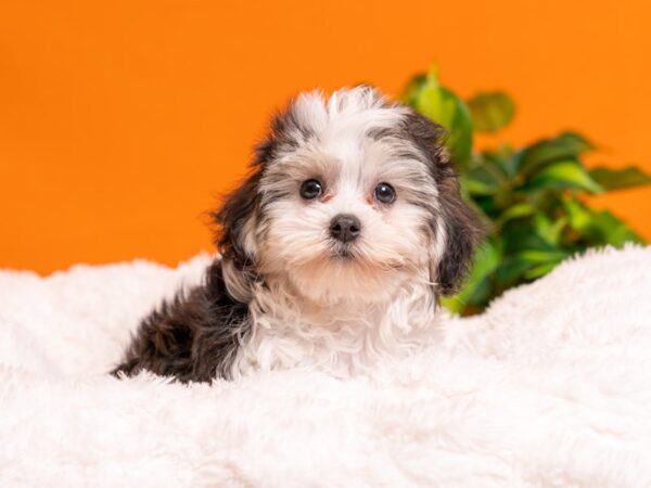 Coton De Tulear-Dog-Male-Black / White-2530-PetCenter Old Bridge, New Jersey