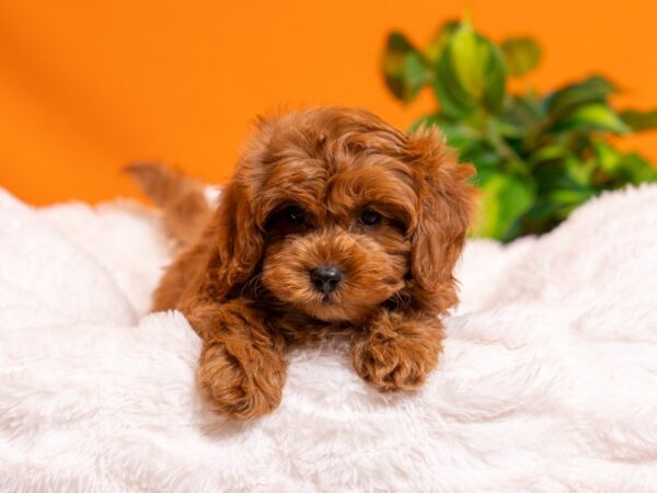 Cavapoo-Dog-Male-Red-2533-PetCenter Old Bridge, New Jersey
