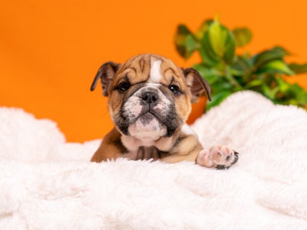 English Bulldog-Dog-Male-Red / White-2531-PetCenter Old Bridge, New Jersey