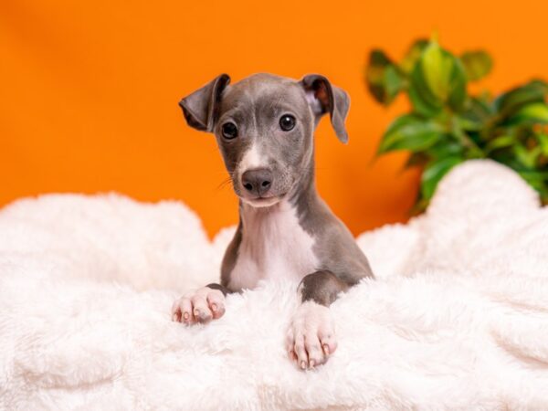 Italian Greyhound-Dog-Male-Blue / White-2535-PetCenter Old Bridge, New Jersey