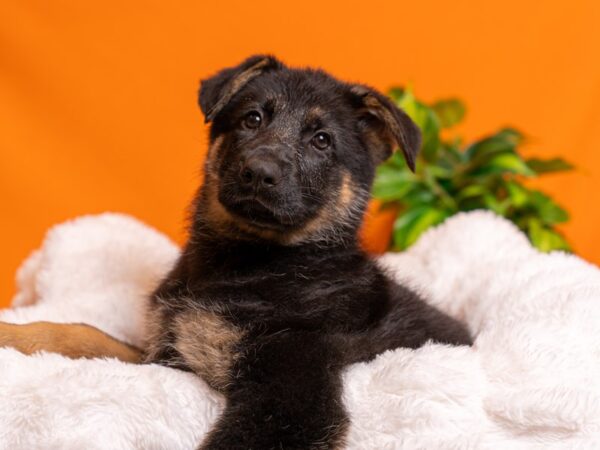 German Shepherd-Dog-Male-Black / Red-2529-PetCenter Old Bridge, New Jersey