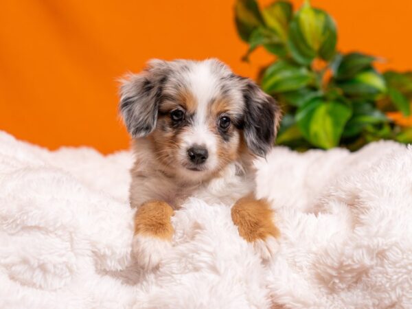 Mini Australian Shepherd-Dog-Male-Blue Merle White and Tan-2543-PetCenter Old Bridge, New Jersey