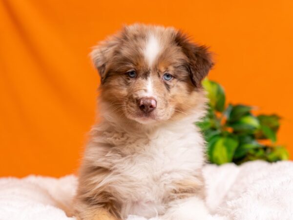 Australian Shepherd-Dog-Male-Red Merle-2545-PetCenter Old Bridge, New Jersey