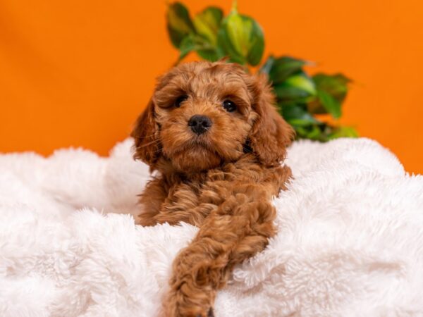 Mini Goldendoodle-Dog-Male-Red-2547-PetCenter Old Bridge, New Jersey