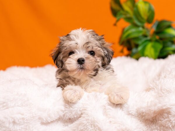 Havanese-Dog-Male-Gold Sable-2542-PetCenter Old Bridge, New Jersey