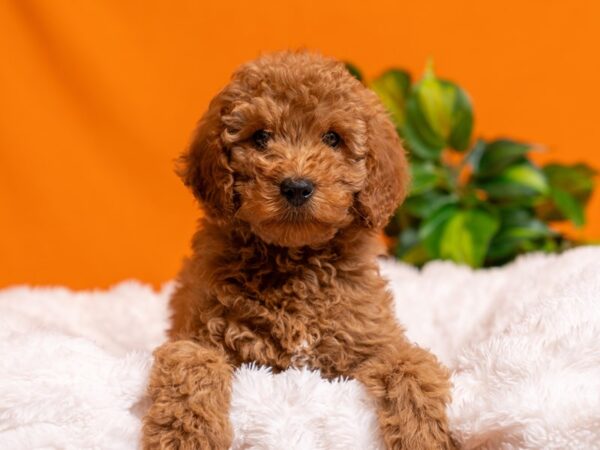 Mini Goldendoodle-Dog-Male-Red-2555-PetCenter Old Bridge, New Jersey