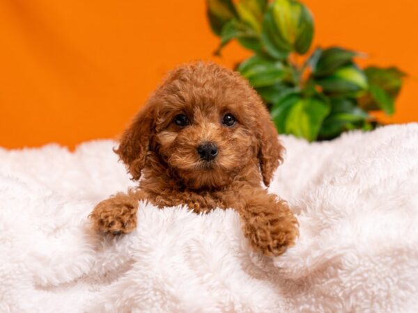 Mini Goldendoodle-Dog-Female-Red-2554-PetCenter Old Bridge, New Jersey