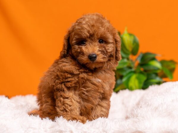 Poodle-Dog-Male-Red-2557-PetCenter Old Bridge, New Jersey