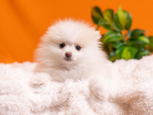 Pomeranian-Dog-Female-White / Tan-2552-PetCenter Old Bridge, New Jersey