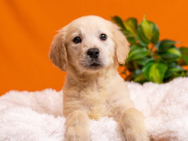 Golden Retriever-Dog-Female-Cream-2550-PetCenter Old Bridge, New Jersey