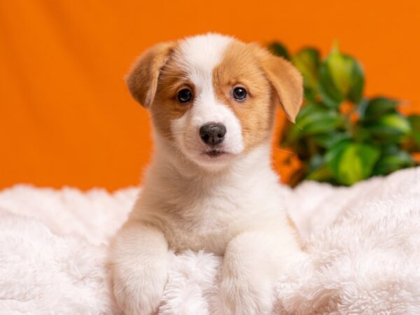 Pembroke Welsh Corgi-Dog-Male-Red / White-2551-PetCenter Old Bridge, New Jersey