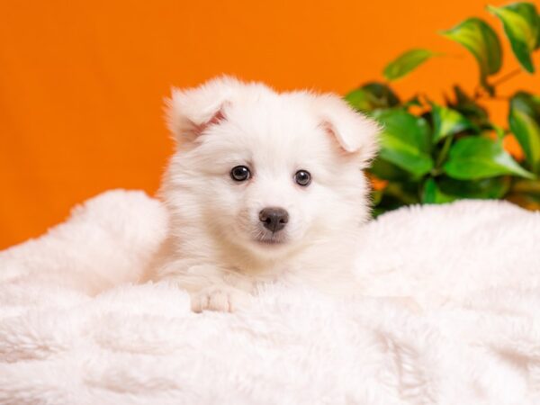 American Eskimo-Dog-Female-White-2577-PetCenter Old Bridge, New Jersey