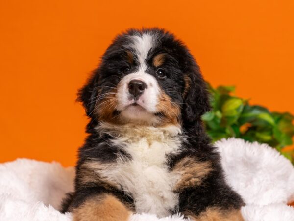 Bernese Mountain Dog-Dog-Male-Tri-Colored-2591-PetCenter Old Bridge, New Jersey