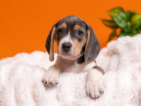 Beagle-Dog-Female-Blue White / Tan-2589-PetCenter Old Bridge, New Jersey