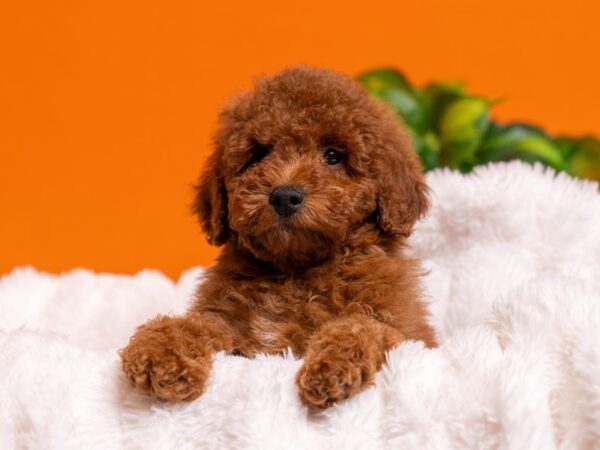 Mini Goldendoodle-Dog-Male-Red-2590-PetCenter Old Bridge, New Jersey