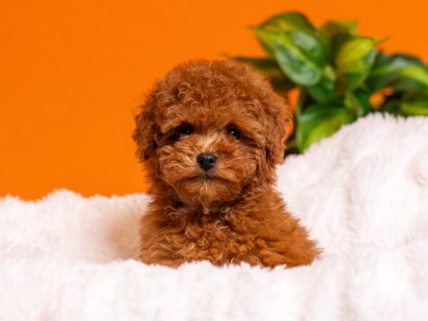 Poodle-Dog-Female-Red-2601-PetCenter Old Bridge, New Jersey