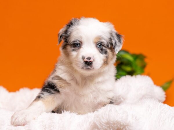 Mini Australian Shepherd-Dog-Male-Blue Merle-2593-PetCenter Old Bridge, New Jersey