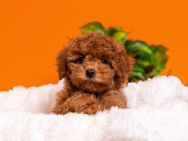 Poodle-Dog-Female-Red-2599-PetCenter Old Bridge, New Jersey