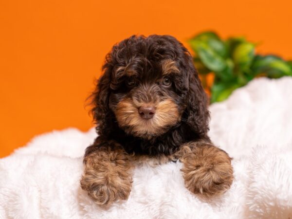 Havapoo-Dog-Male-Chocolate / White-2600-PetCenter Old Bridge, New Jersey
