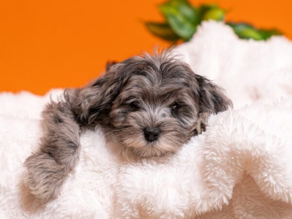 Schnoodle-Dog-Male-Blue Merle-2595-PetCenter Old Bridge, New Jersey