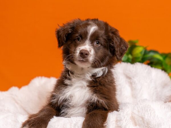 Mini Australian Shepherd-Dog-Male-Red and White-2605-PetCenter Old Bridge, New Jersey