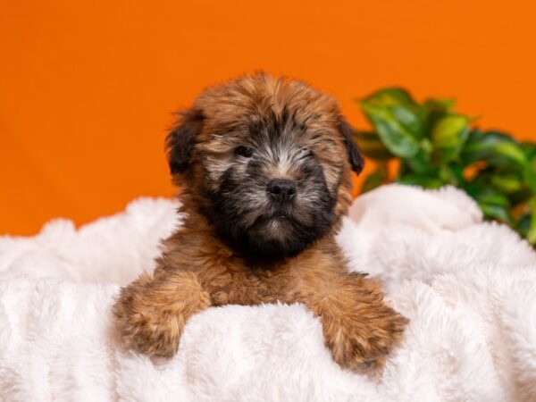 Soft Coated Wheaten Terrier-Dog-Male-Wheaten-2603-PetCenter Old Bridge, New Jersey