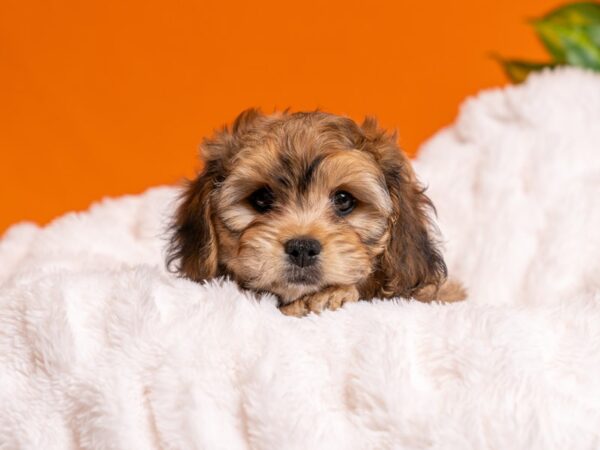 Cavachon-Dog-Male-Sable-2586-PetCenter Old Bridge, New Jersey