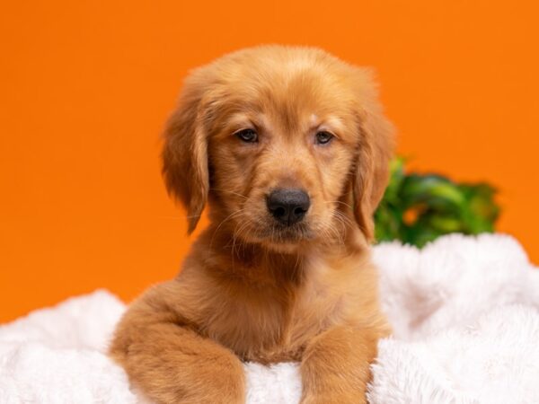 Golden Retriever-Dog-Male-Golden-2583-PetCenter Old Bridge, New Jersey