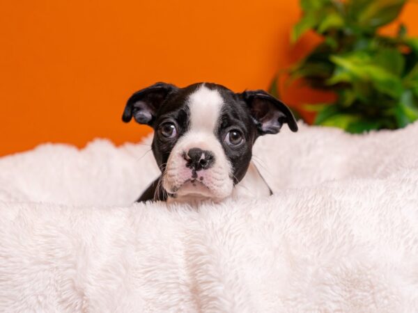 Boston Terrier-Dog-Male-Black / White-2636-PetCenter Old Bridge, New Jersey