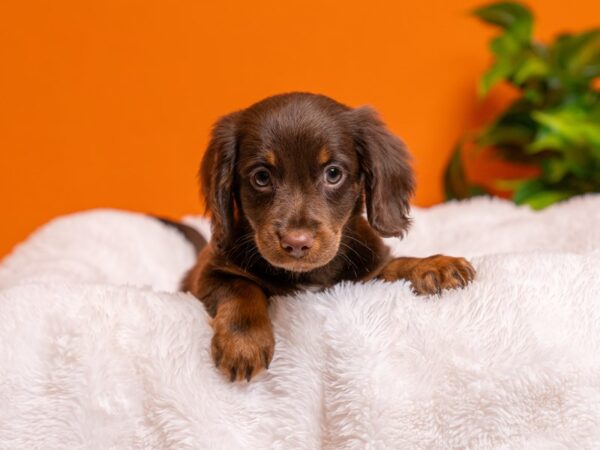Dachshund-Dog-Female-Chocolate-2646-PetCenter Old Bridge, New Jersey