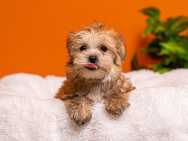 Morkie-Dog-Female-Brown-2648-PetCenter Old Bridge, New Jersey