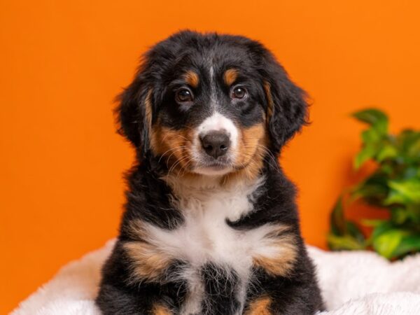 Bernese Mountain Dog-Dog-Female-Black Rust / White-2649-PetCenter Old Bridge, New Jersey