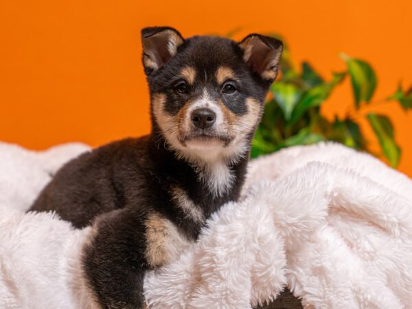 Shiba Inu-Dog-Male-Black and Tan-2677-PetCenter Old Bridge, New Jersey