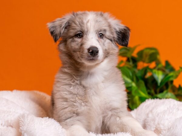 Australian Shepherd-Dog-Female-Blue Merle-2675-PetCenter Old Bridge, New Jersey