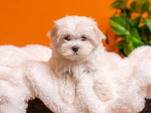 Maltese-Dog-Female-White-2663-PetCenter Old Bridge, New Jersey
