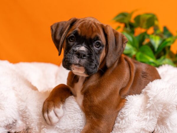 Boxer-Dog-Female-Mahogany-2667-PetCenter Old Bridge, New Jersey