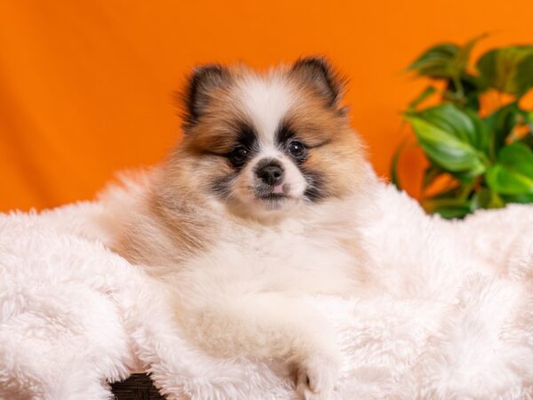 Pomeranian-Dog-Male-Red / White-2670-PetCenter Old Bridge, New Jersey