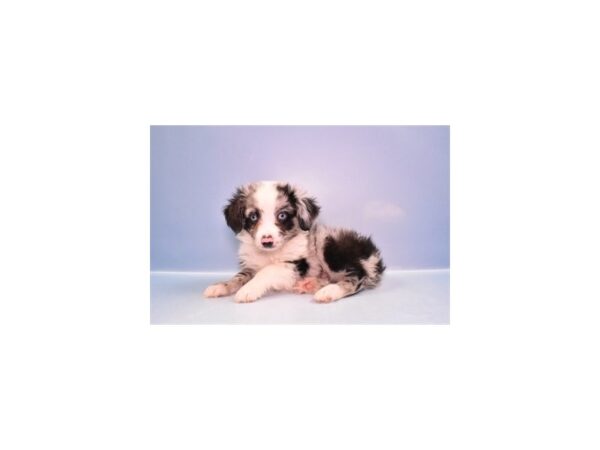 Toy Australian Shepherd-Dog-Male-Blue Merle and White-2713-PetCenter Old Bridge, New Jersey