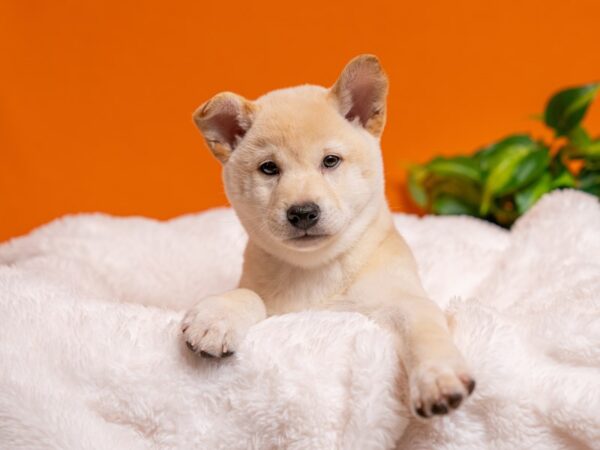 Shiba Inu-Dog-Male-Cream-2711-PetCenter Old Bridge, New Jersey