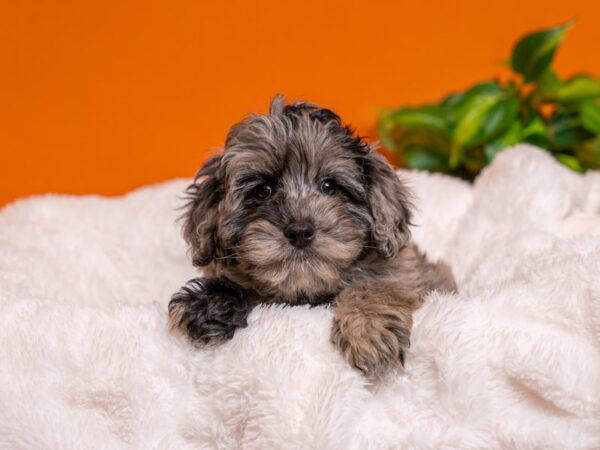 Cavapoo-Dog-Male-Blue Merle-2714-PetCenter Old Bridge, New Jersey