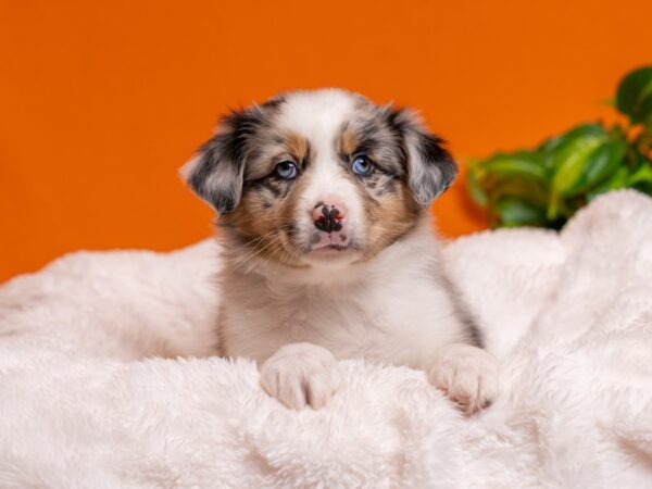 Mini Australian Shepherd-Dog-Female-Blue Merle-2702-PetCenter Old Bridge, New Jersey