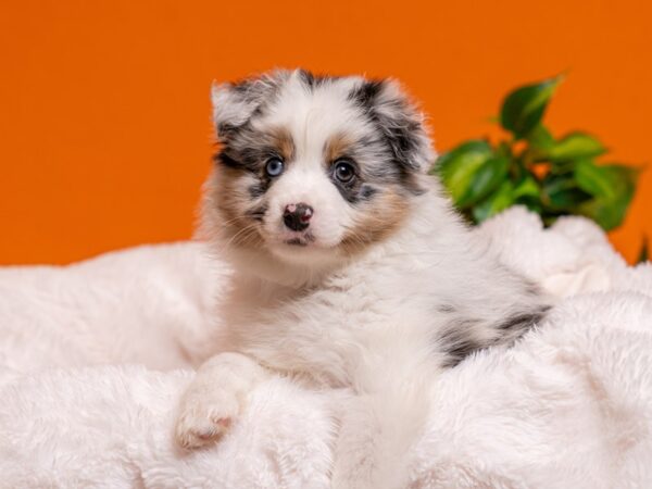 Mini Australian Shepherd-Dog-Male-Blue Merle-2703-PetCenter Old Bridge, New Jersey