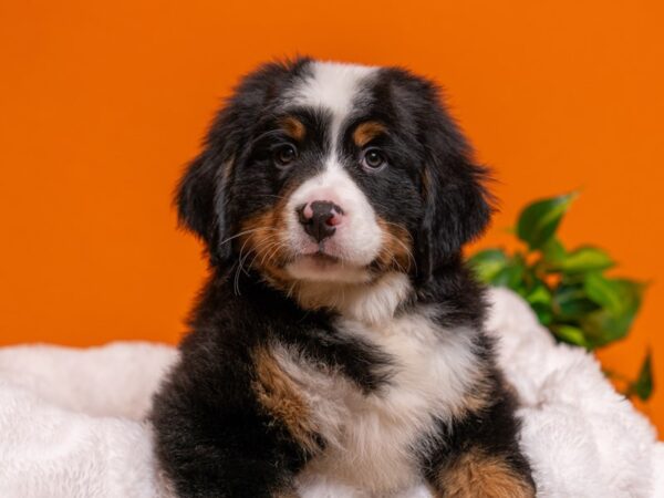 Bernese Mountain Dog-Dog-Male-Black Rust / White-2708-PetCenter Old Bridge, New Jersey