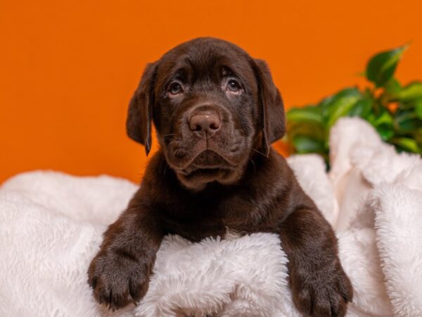 Labrador Retriever-Dog-Male-Chocolate-2701-PetCenter Old Bridge, New Jersey