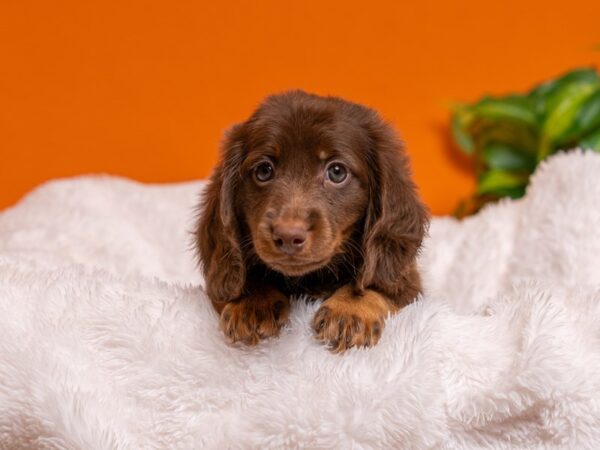 Dachshund-Dog-Male-Chocolate / Tan-2707-PetCenter Old Bridge, New Jersey