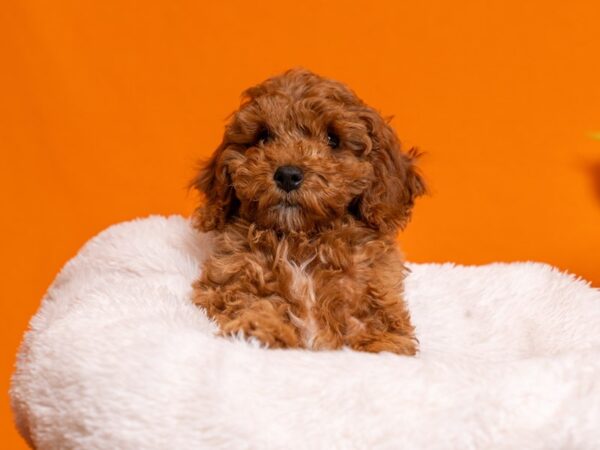 Mini Goldendoodle-Dog-Female-Light Red-2710-PetCenter Old Bridge, New Jersey