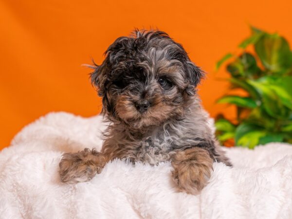 Toy Aussie Poo-Dog-Male-Blue Merle-2722-PetCenter Old Bridge, New Jersey