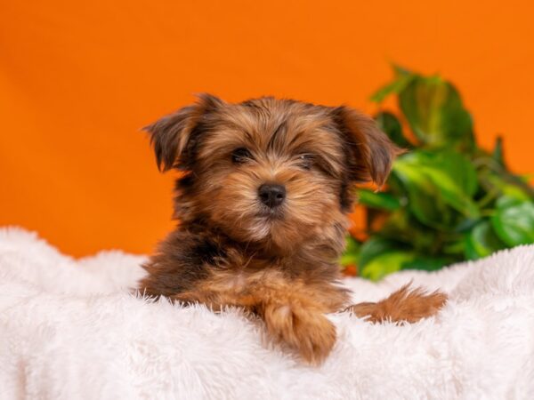 Yorkshire Terrier-Dog-Female-Chocolate and Tan-2726-PetCenter Old Bridge, New Jersey